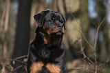 ROTTWEILER 513